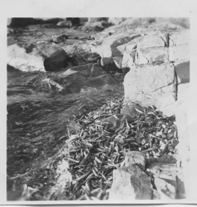 Image of Capelin on the rocks at Emily Harbour