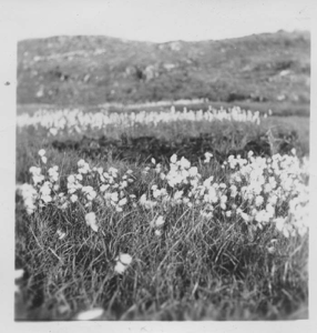 Image of Cotton grass in bloom