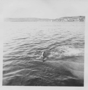 Image of Otto Schumacher swimming