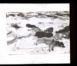 Image of Dogs (in harness) lying by sledge