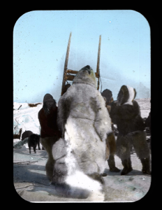 Image of Inuit holding up sledge with bear tied on