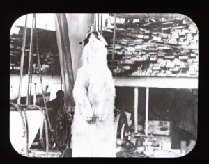 Image of Polar bear hanging aboard
