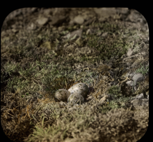 Image of Nest and clutch of three eggs of  tringa canutus (knot)