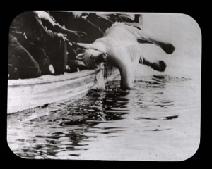 Image of Puling polar bear into small boat