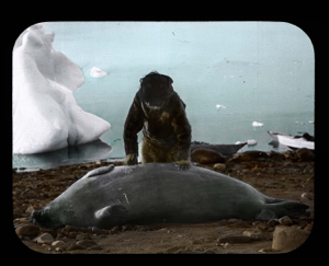 Image: Inuit bending over bearded seal. Iceberg near