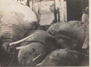 Image of Several walrus on deck