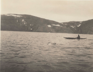 Image of Bear at Etah in water [Kayaker watching swimming bear]
