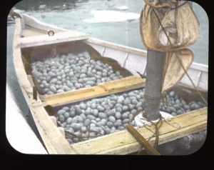 Image: Boat load of eider duck eggs, Eider Duck Island
