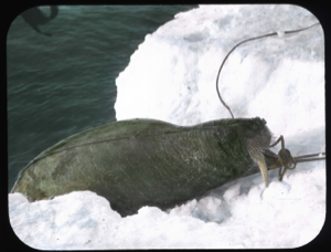 Image of Pulling walrus onto ice foot at Polaris Point