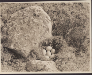 Image of Old squaw nest, eggs and surroundings
