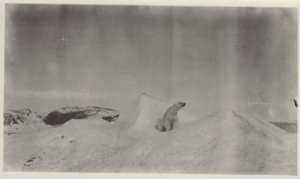 Image of Bear on iceberg near Ft. Conger
