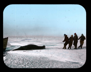 Image of Pulling walrus onto ice pan