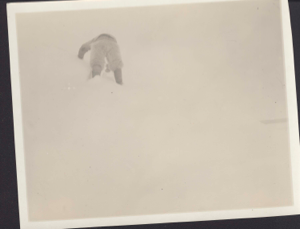 Image: E-took-a-shoo (Ittukusuk) cutting furrow for sledge at Cape Sabine [Inuit man in polar bear pants climbing snow incline]