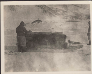 Image of Meetil back from hunt. Muskox on sledge [Men by loaded sledge at Borup Lodge, one with pipe]