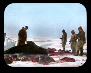 Image: Donald MacMillan and three Inuit men cutting up walrus