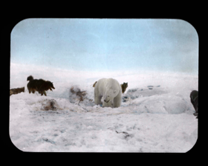 Image of Polar bear and dogs at Humboldt  Glacier