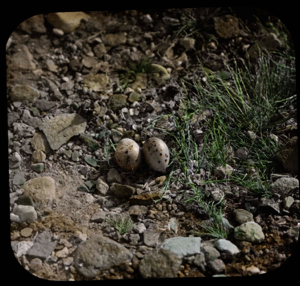 Image: Knot nest with two eggs at North Star Bay (Tringa Canutus)