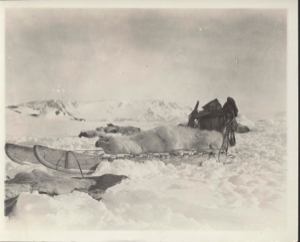 Image of Dead bear on sledge [Polar bear on sledge]