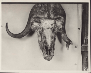 Image of Musk-ox head, top view. Note distorted left horn