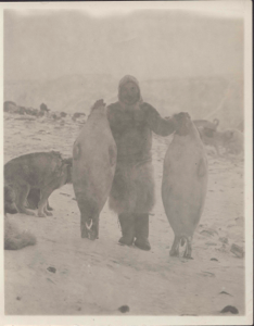 Image of Panikpa holding up two seals; dogs near