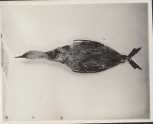 Image of Read-throated loon [Loon specimen]