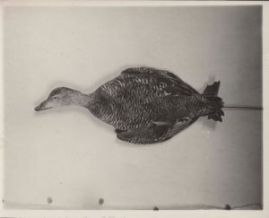 Image of Brant (or goose) specimen