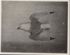 Image of Kittiwake (a small gull)  specimen