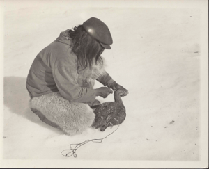Image of Eskimo [Inuit] method of killing Eider Ducks [Inuit man preparing eider specimen]