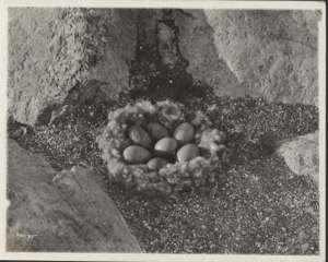 Image of Eider nest with seven eggs