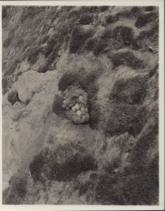 Image of Brant's nest