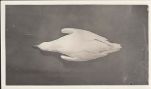 Image: Ivory gull