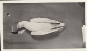 Image: Burgomaster gull