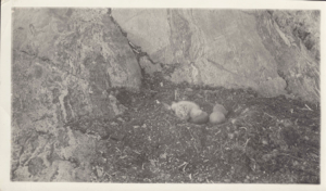 Image: Nest of burgomaster gull