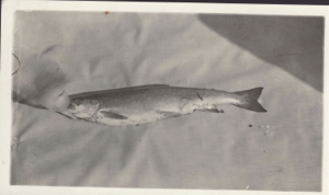Image: Trout from Alida Lake