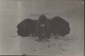 Image of Musk-oxen