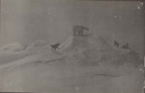 Image of Three dogs cornering polar bear on snow mound