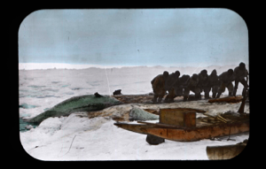 Image of Eight men pulling out a narwhal