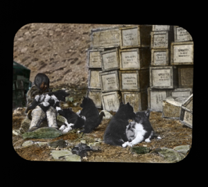 Image of Shoo-e-ging-wah [Suakannguaq Qaerngaaq] with five pups, by many crates of Spratt's dog biscuits