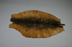 Image of Tanned Sealskin