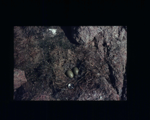 Image of Two eggs in large nest