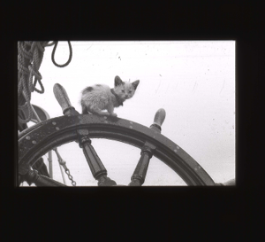 Image of Kitten on the wheel  [b&w]