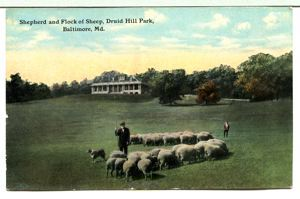 Image: Shepherd and flock of sheep at Druid Hill Park