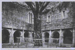 Image of Yew Tree, Cloisters, Muckross Abbey
