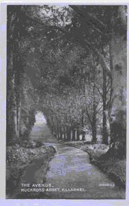 Image: The Avenue, Muckross Abbey