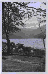 Image of [Sheep grazing by] Upper Lake at Glendalough