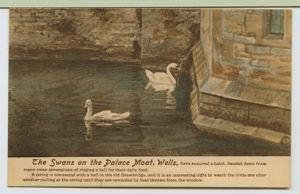 Image: The swans on the Palace moat at Wells ...