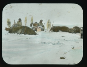 Image of Two Inuit with three dead musk oxen.... 