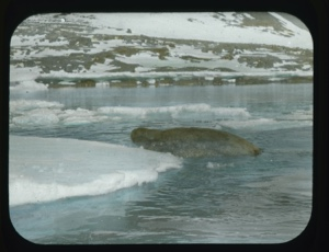 Image of Walrus at edge of ice (ready to haul out?)