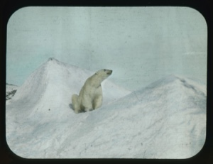 Image of Polar bear sitting among snow drifts