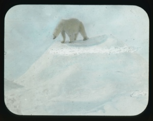 Image of Polar bear walking on iceberg 